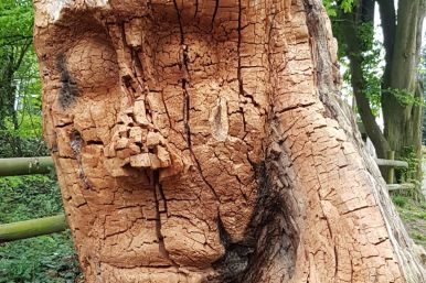 Baumkunst am Padersee | Carsten Gees